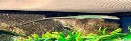 Mixed Breed reptiles for sale: 2 Anoles and 2 American Tree Frogs - Advert 2