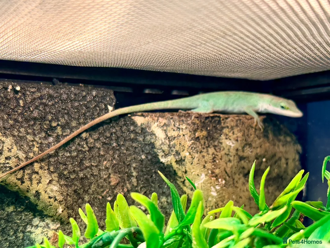 Mixed Breed reptiles for sale: 2 Anoles and 2 American Tree Frogs - Advert 2