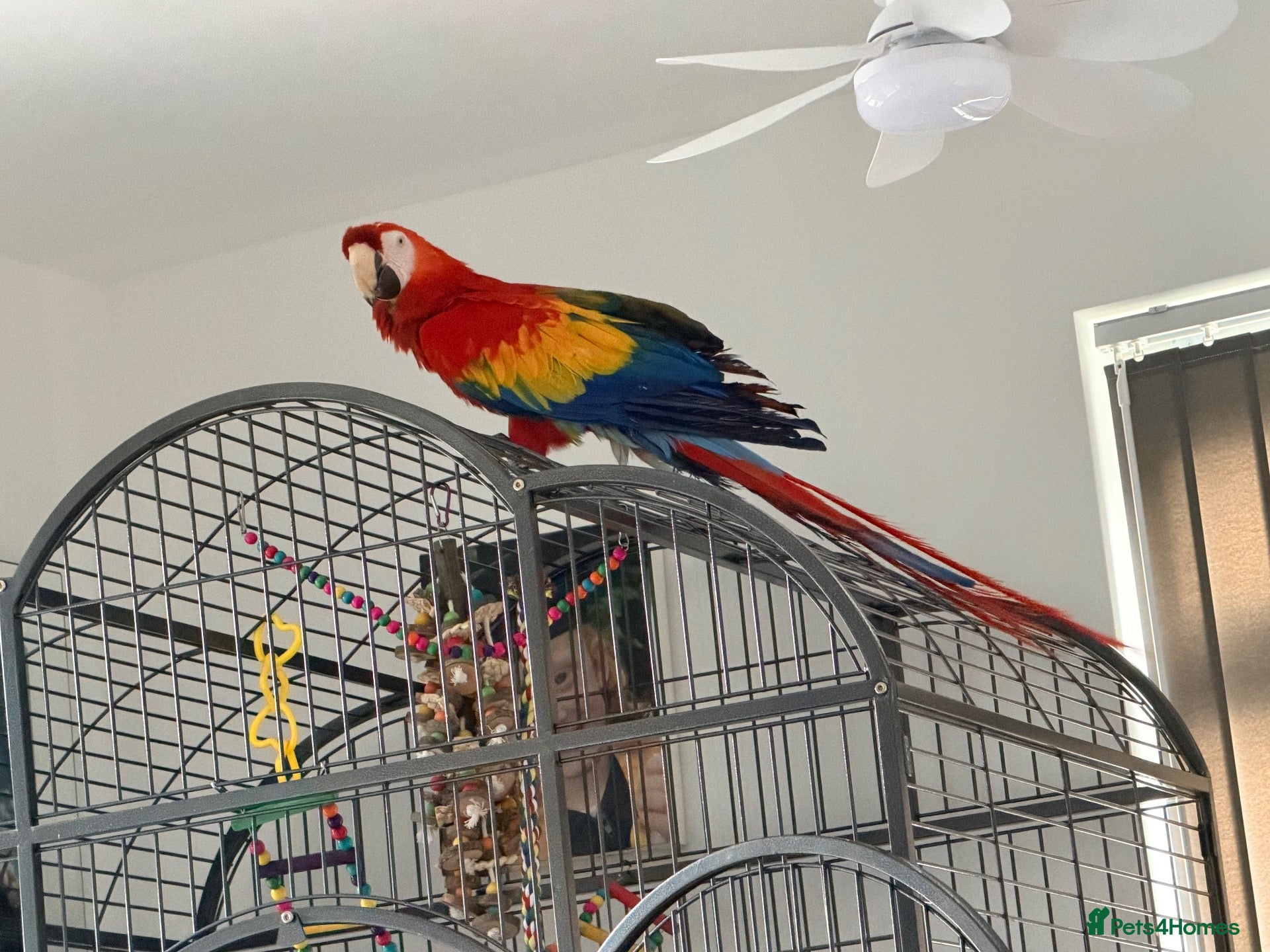 Macaws birds Scarlet macaw  - Advert 1