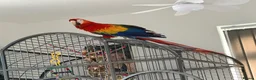Macaws birds for sale: Scarlet macaw  in Chorley - Advert 1