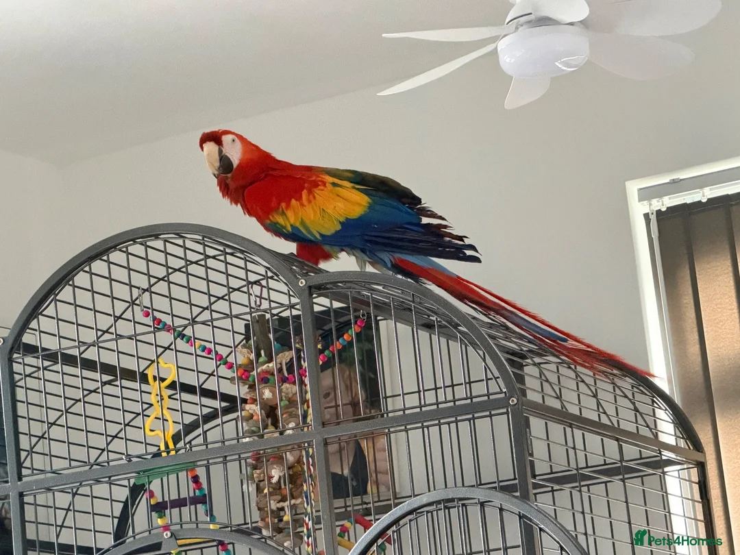 Macaws birds for sale: Scarlet macaw  in Chorley - Advert 1