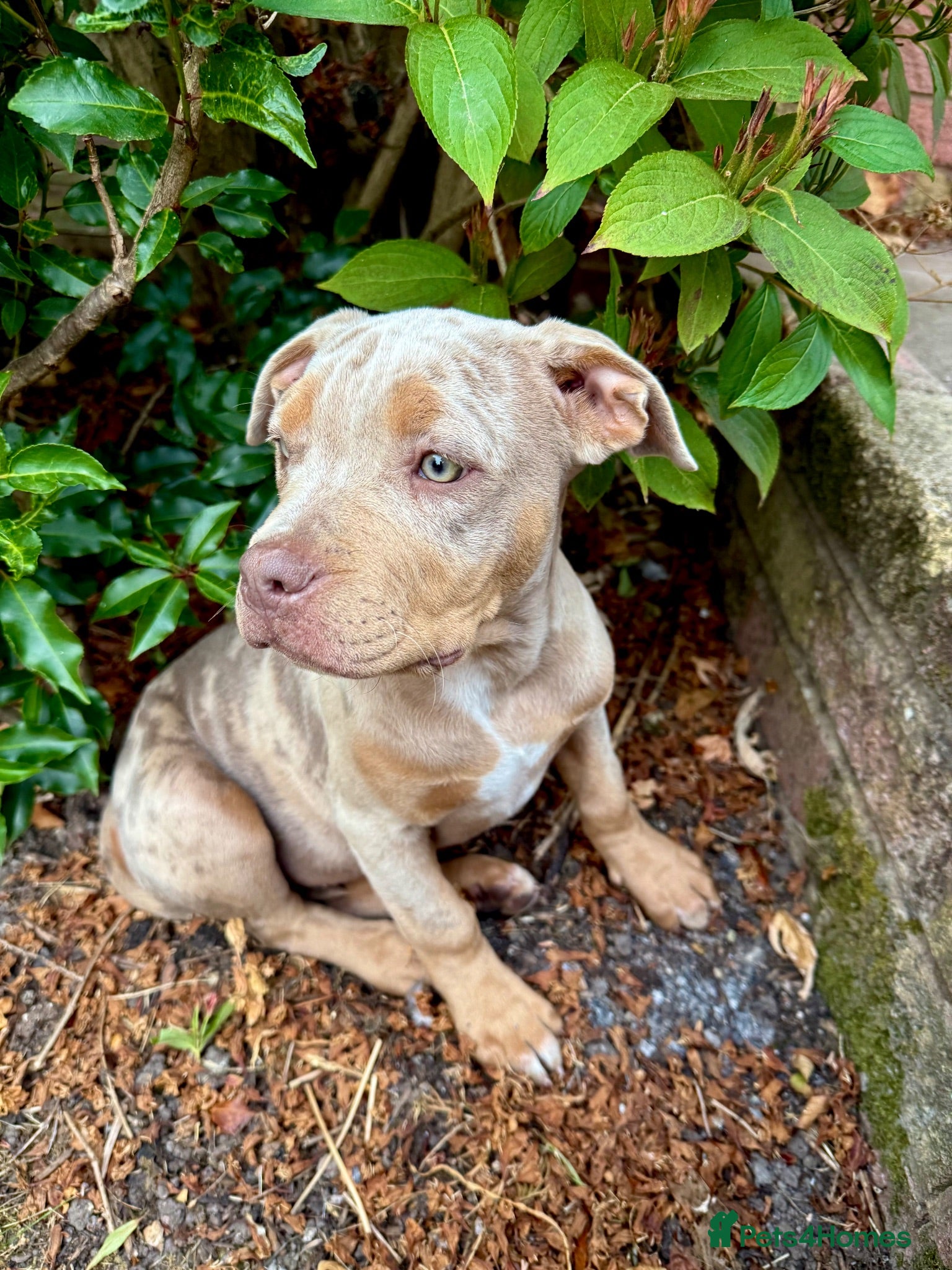 Mixed Breed dogs Rehoming - Nova  - Advert 2