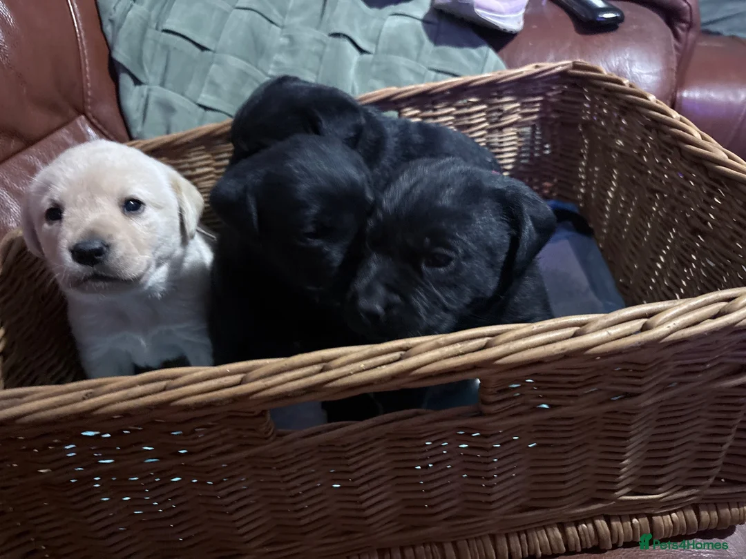 Labrador Retriever dogs for sale: Labrador puppies - Advert 10