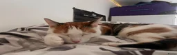 Mixed Breed cats for sale:  Looking for a New Home  in Newcastle - Advert 5