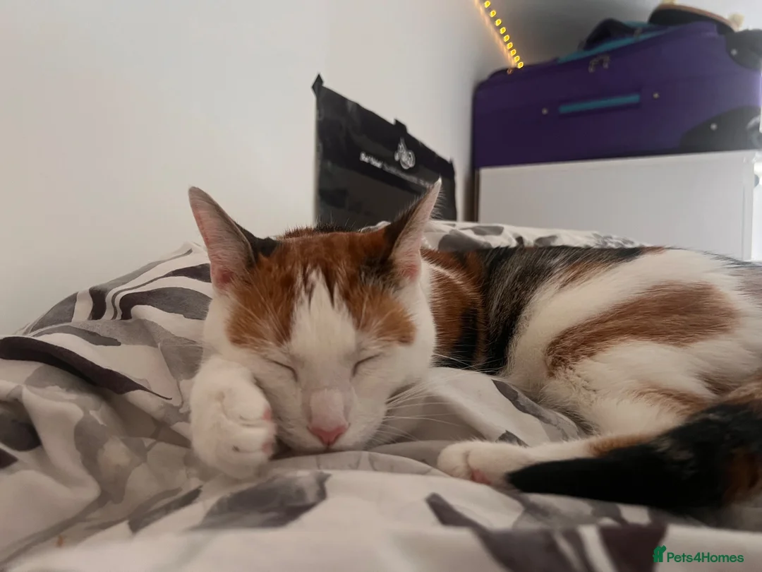 Mixed Breed cats for sale:  Looking for a New Home  in Newcastle - Advert 5