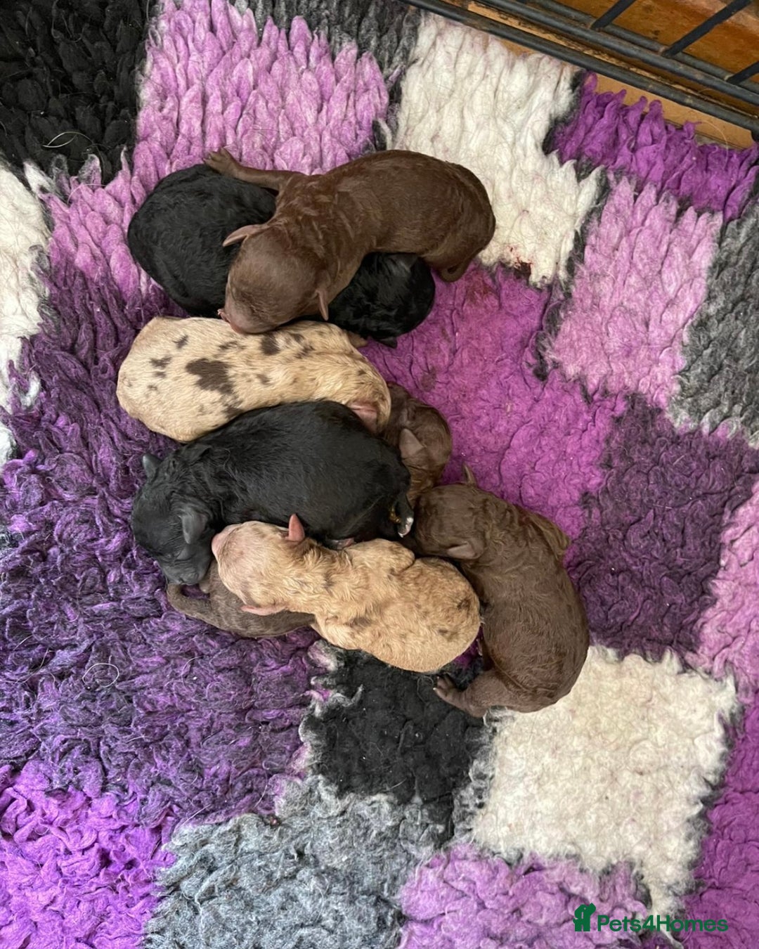 Miniature Poodle dogs for sale: 🐩Extensively Health Tested Miniature Poodles🐩 - Image 2