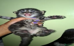Ragdoll cats for sale: Ragdol 7 kittens available  - Image 3