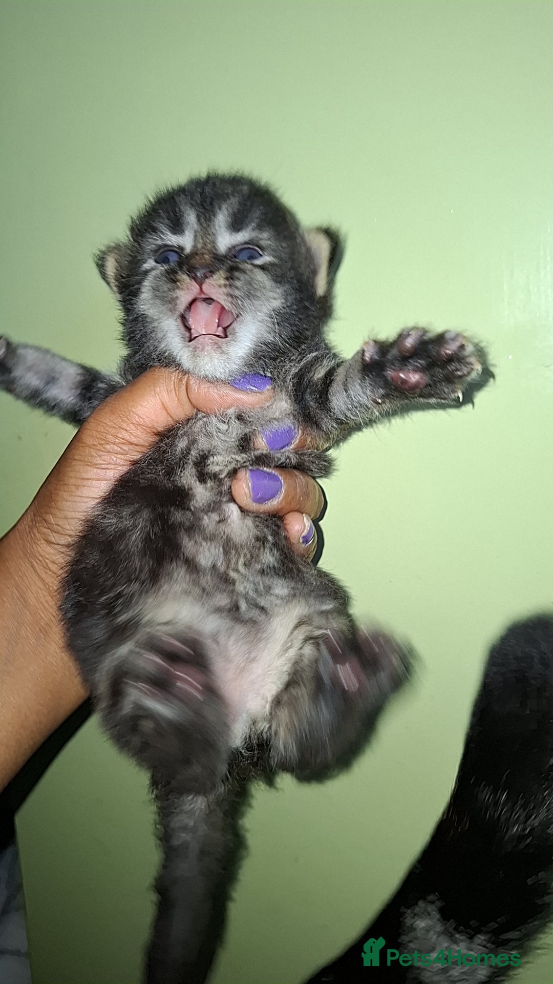 Ragdoll cats for sale: Ragdol 7 kittens available  - Image 3