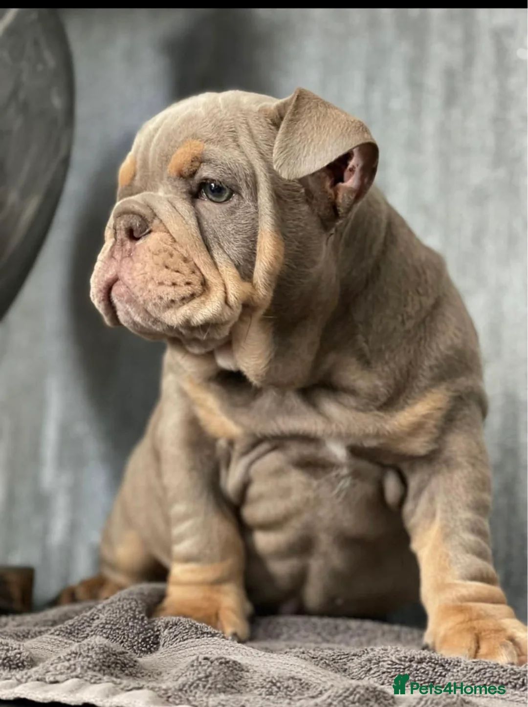 English Bulldog dogs for stud: English bulldog stud British bulldog  in Birkenhead - Advert 7