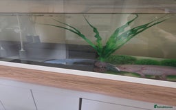 Axolotl reptiles for sale: Adult axolotl a full set up for sale - Image 7