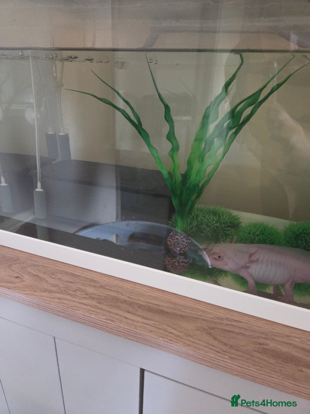 Axolotl reptiles for sale: Adult axolotl a full set up for sale - Image 7