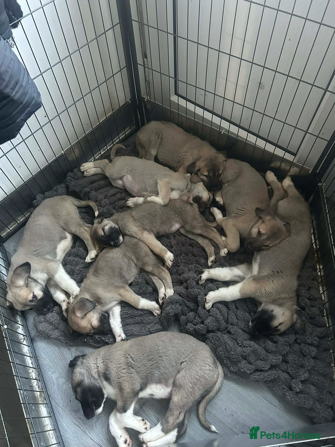 Mixed Breed birds for sale: Turkish kangal  in Rotherham - Advert 6