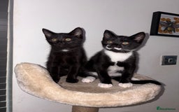 Domestic Shorthair cats for sale: 2 kittens for sale black & white boy & black girl - Image 1