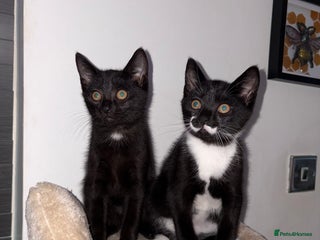 Domestic Shorthair cats - Advert 9