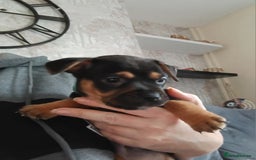 Mixed Breed dogs for sale: French x staffy cocker spaniel  - Image 5