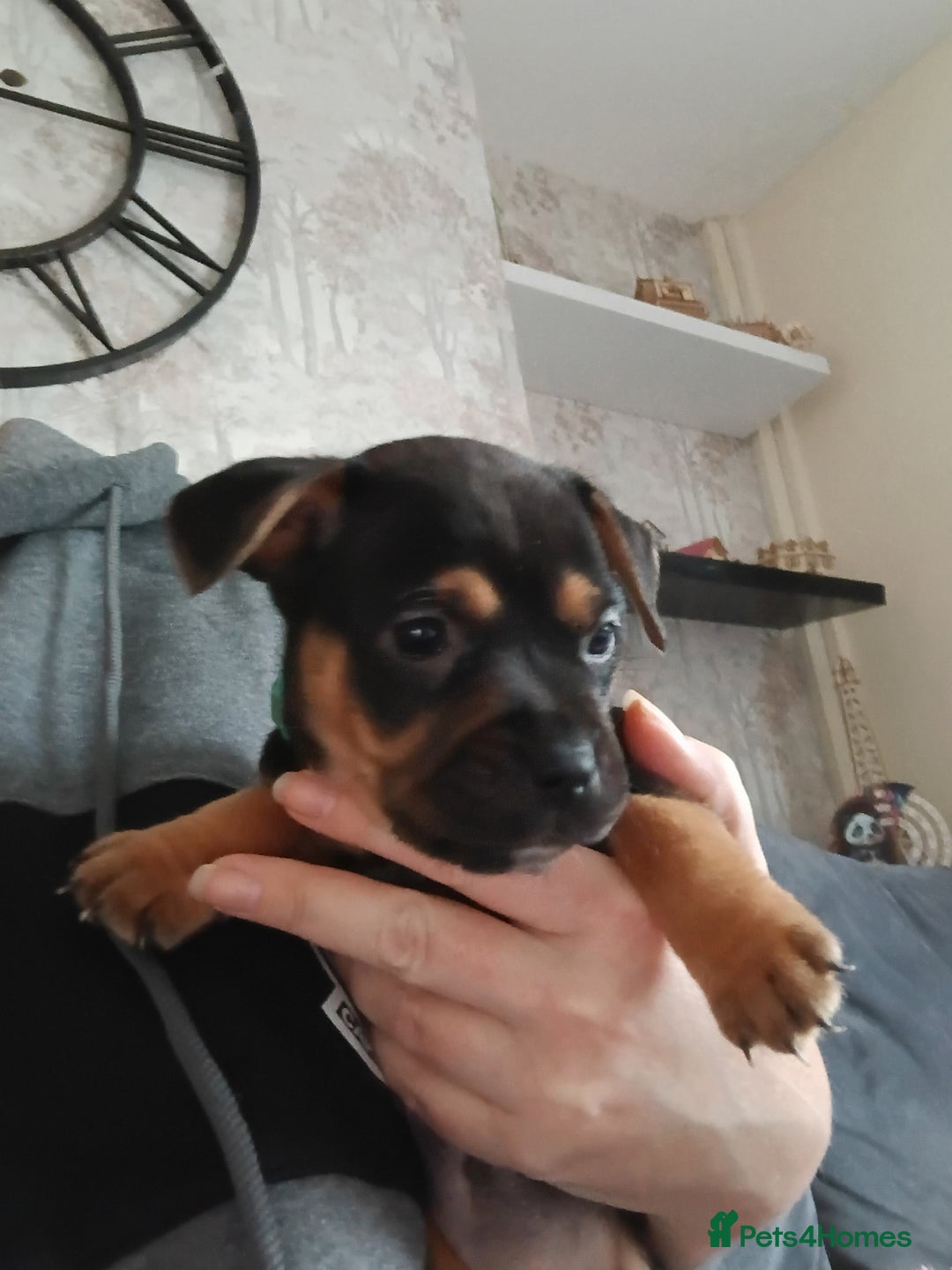 Mixed Breed dogs for sale: French x staffy cocker spaniel  - Image 5