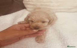 Toy Poodle dogs for sale: Toy poodle puppies - Image 3