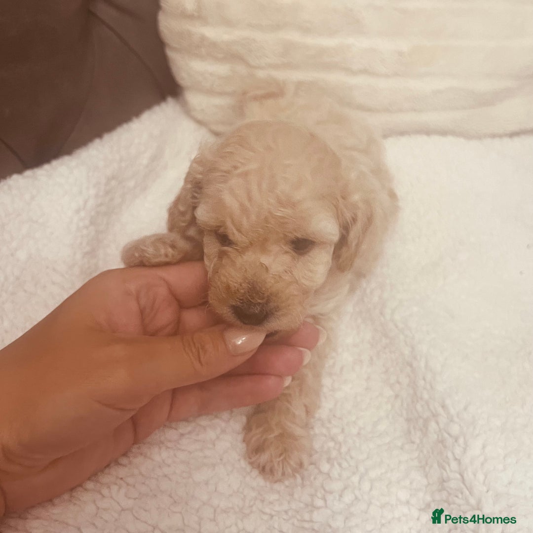 Toy Poodle dogs for sale: Toy poodle puppies - Image 3