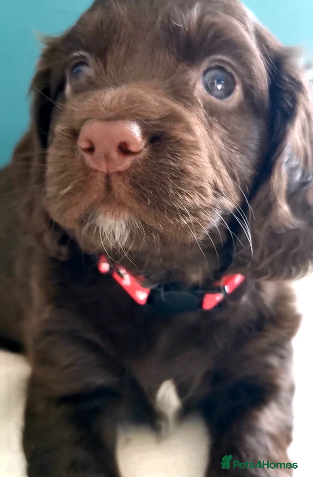 Cocker Spaniel dogs for sale: FTCH Pedigree Working Cocker Spaniels  - Advert 5