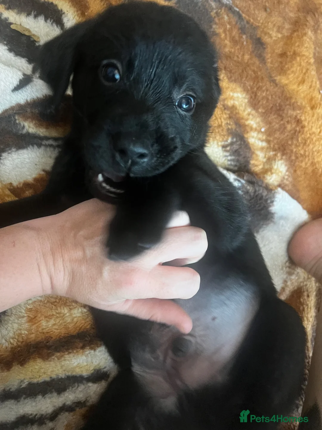 Goldador dogs for sale: Goldadors ❤️❤️❤️ - Advert 1