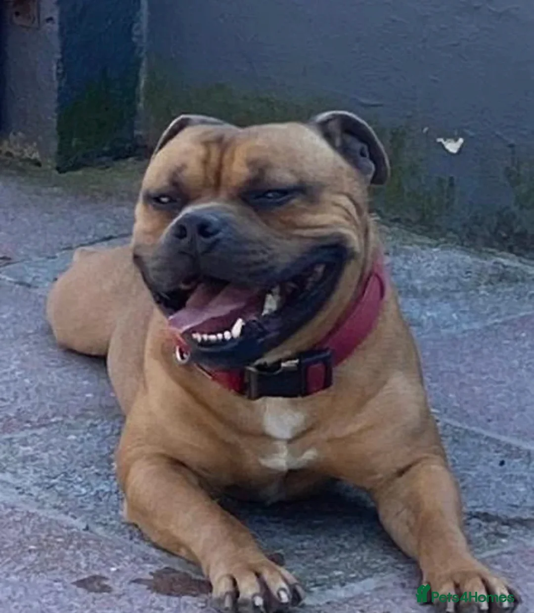 Staffordshire Bull Terrier dogs for sale: Stafford bull terrier puppies  in Newport - Advert 2