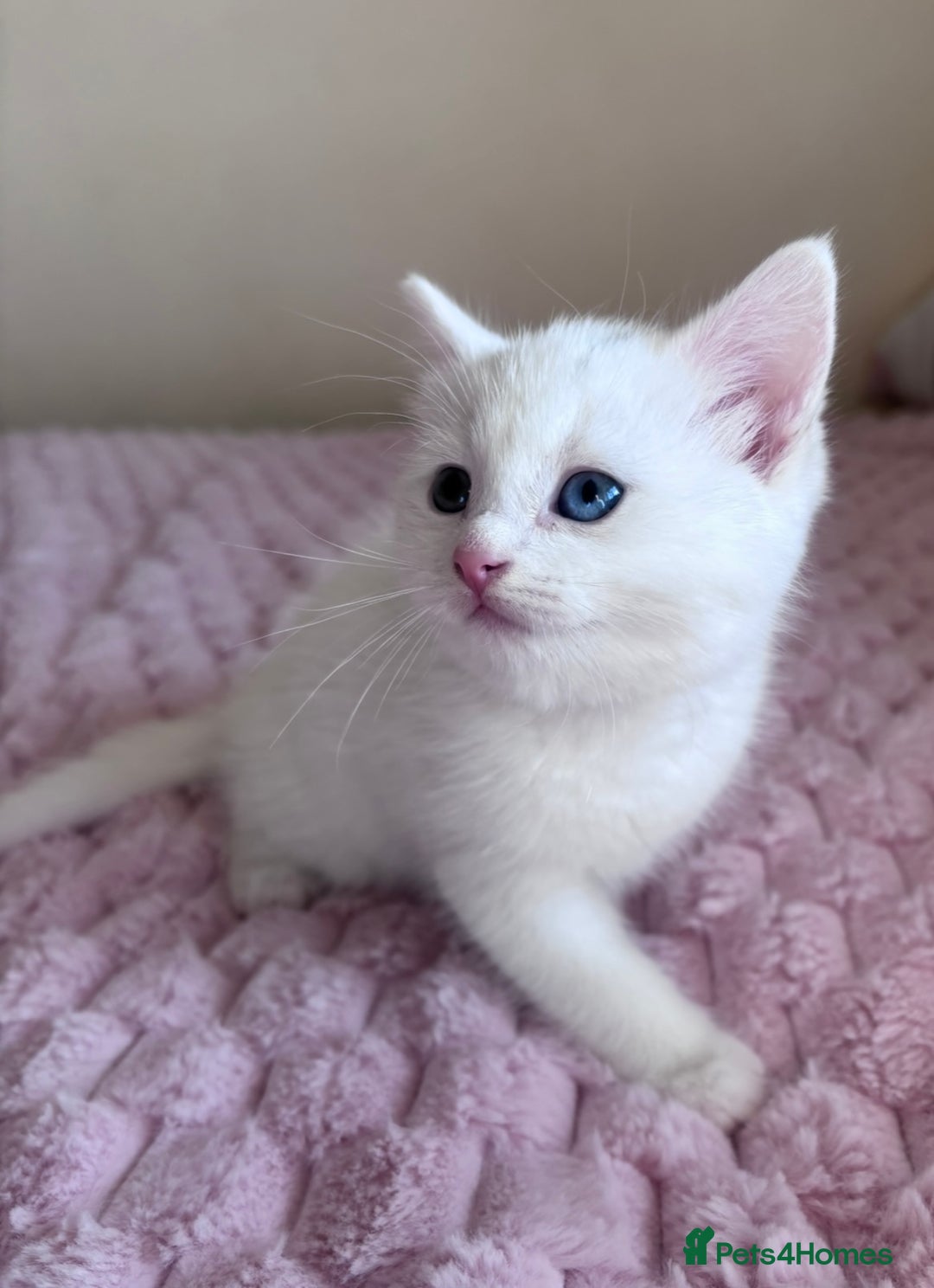 Ragdoll cats for sale: Beautiful White Kitten  - Image 1