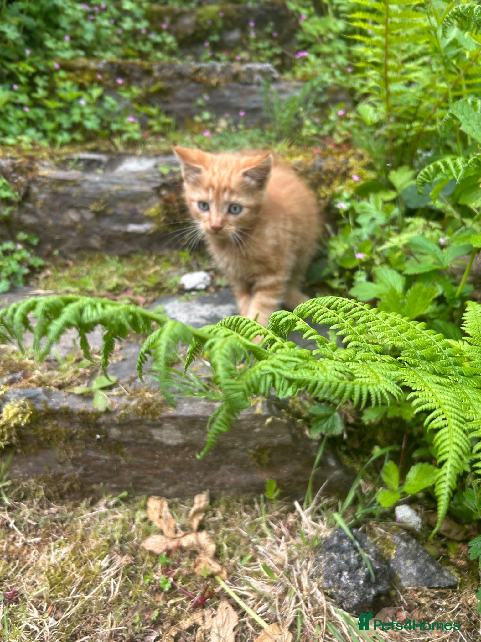 Mixed Breed cats ***LAST KITTEN LEFT***Mixed Exotic Kittens - Advert 15