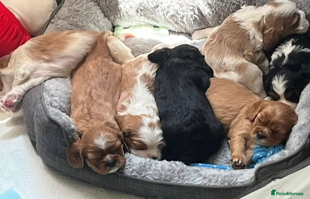Cavalier King Charles Spaniel dogs for sale: Charming Cavalier King Charles Spaniel puppies - Advert 2