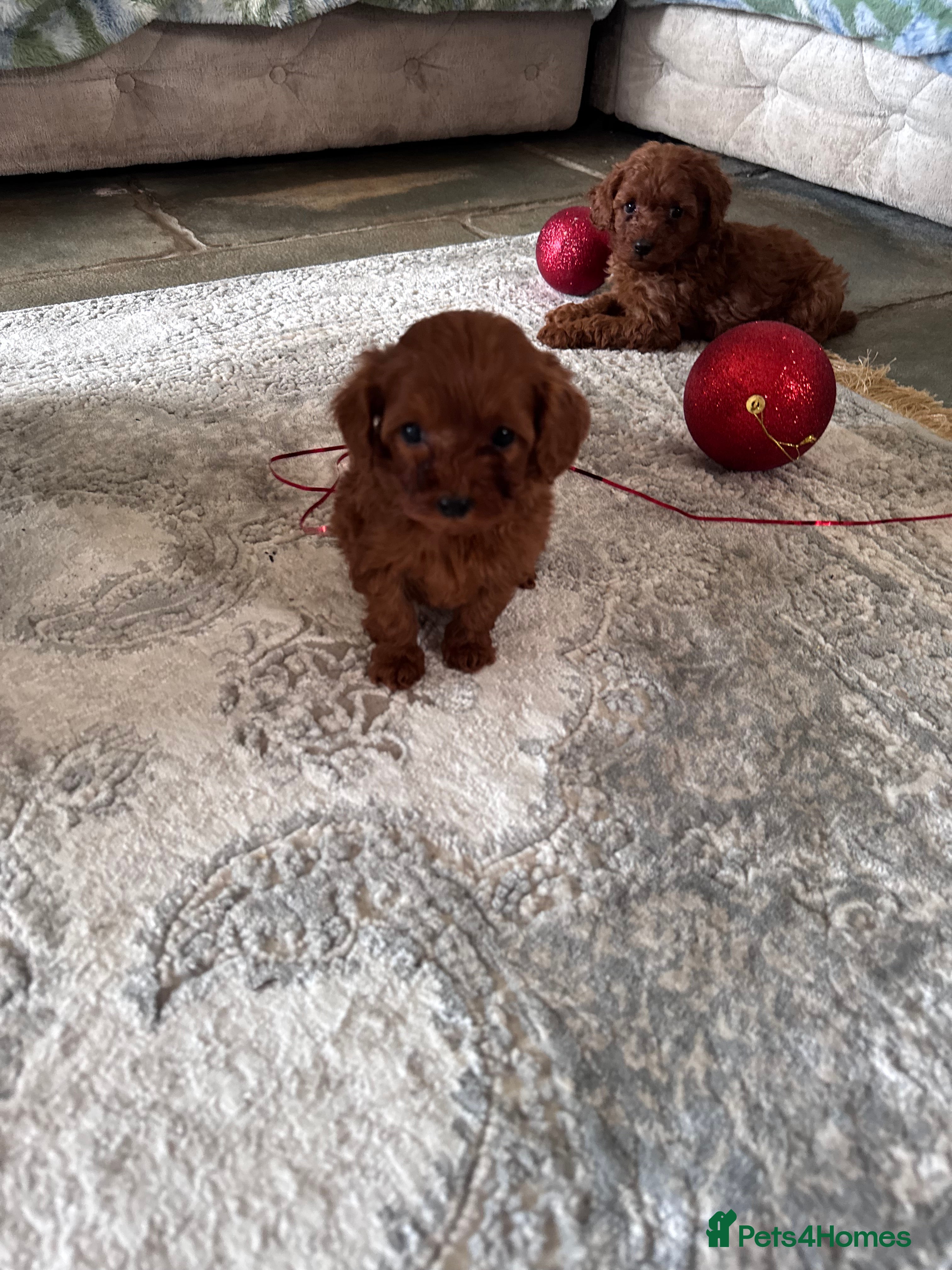 Cavapoo dogs PERFECT CAVAPOOS ❤️ - Advert 3