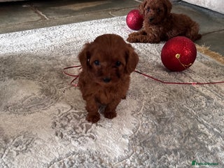 Cavapoo dogs PERFECT CAVAPOOS ❤️ - Advert 2