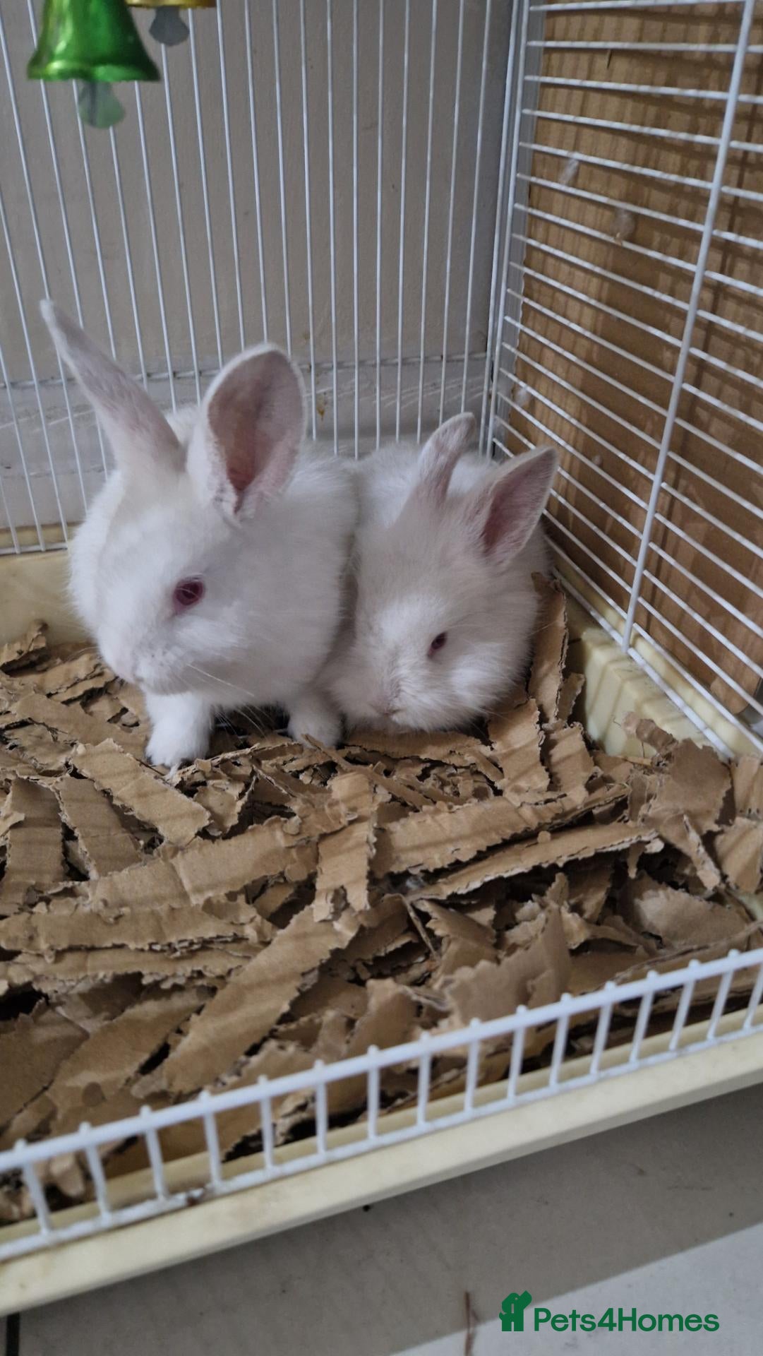 Mixed Breed rabbits Pair of Two Cute White Baby Rabbits for Sale - Advert 1