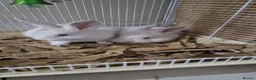 Mixed Breed rabbits for sale: Pair of Two Cute White Baby Rabbits for Sale - Advert 1