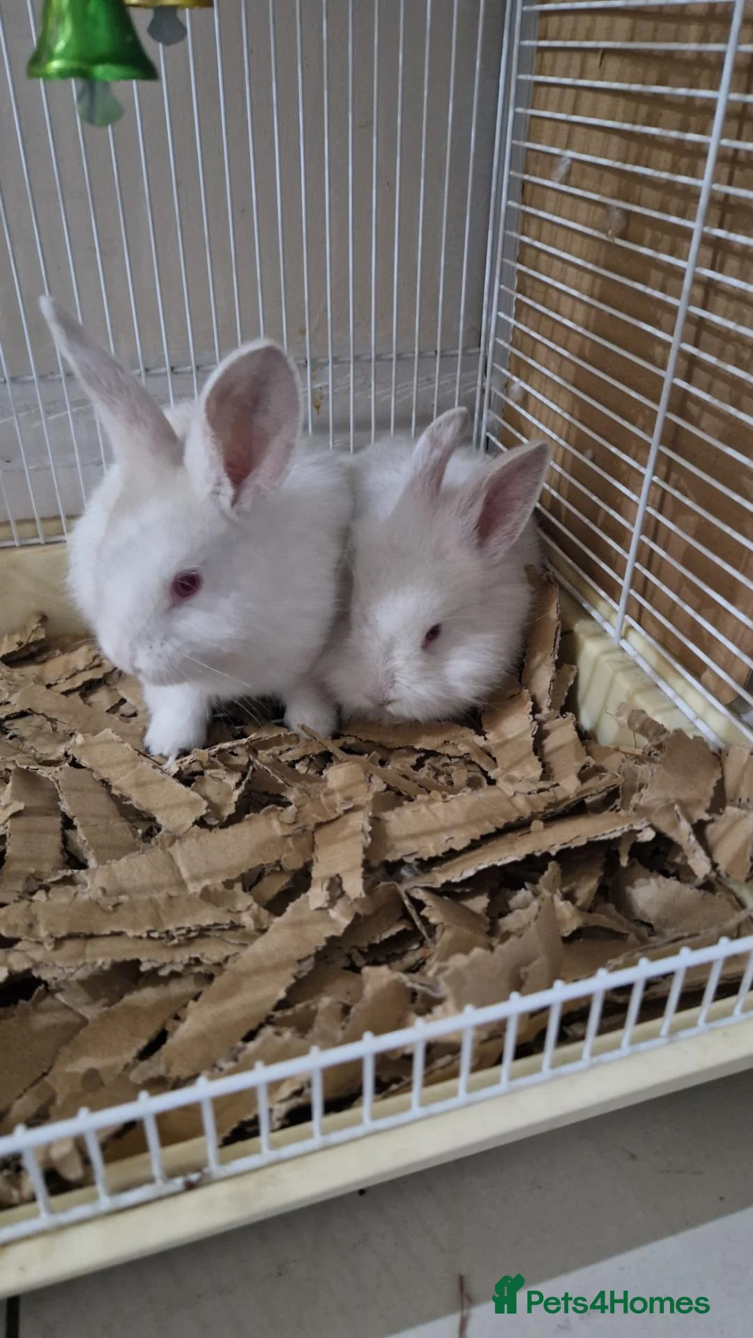 Mixed Breed rabbits for sale: Pair of Two Cute White Baby Rabbits for Sale - Advert 1