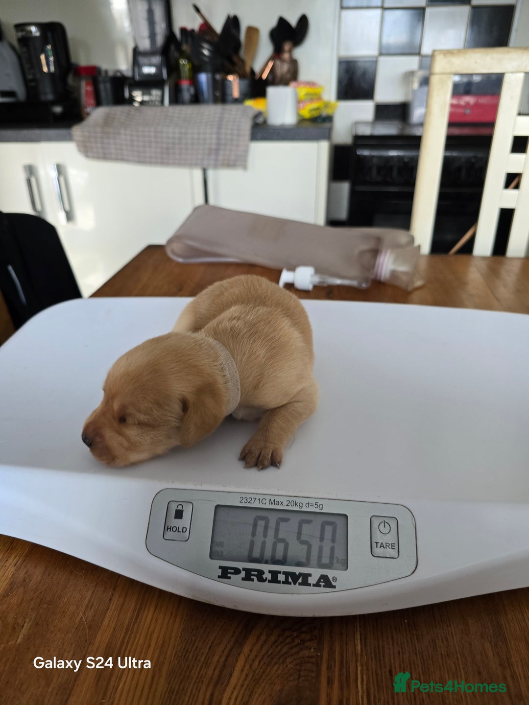 Labrador Retriever dogs for sale: KC REG Lab puppys x 2/11 ready to take home - Image 17