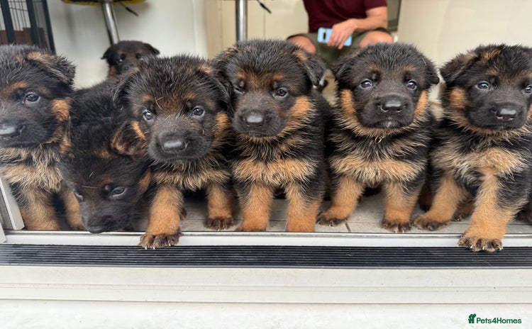 German Shepherd dogs - Advert 5