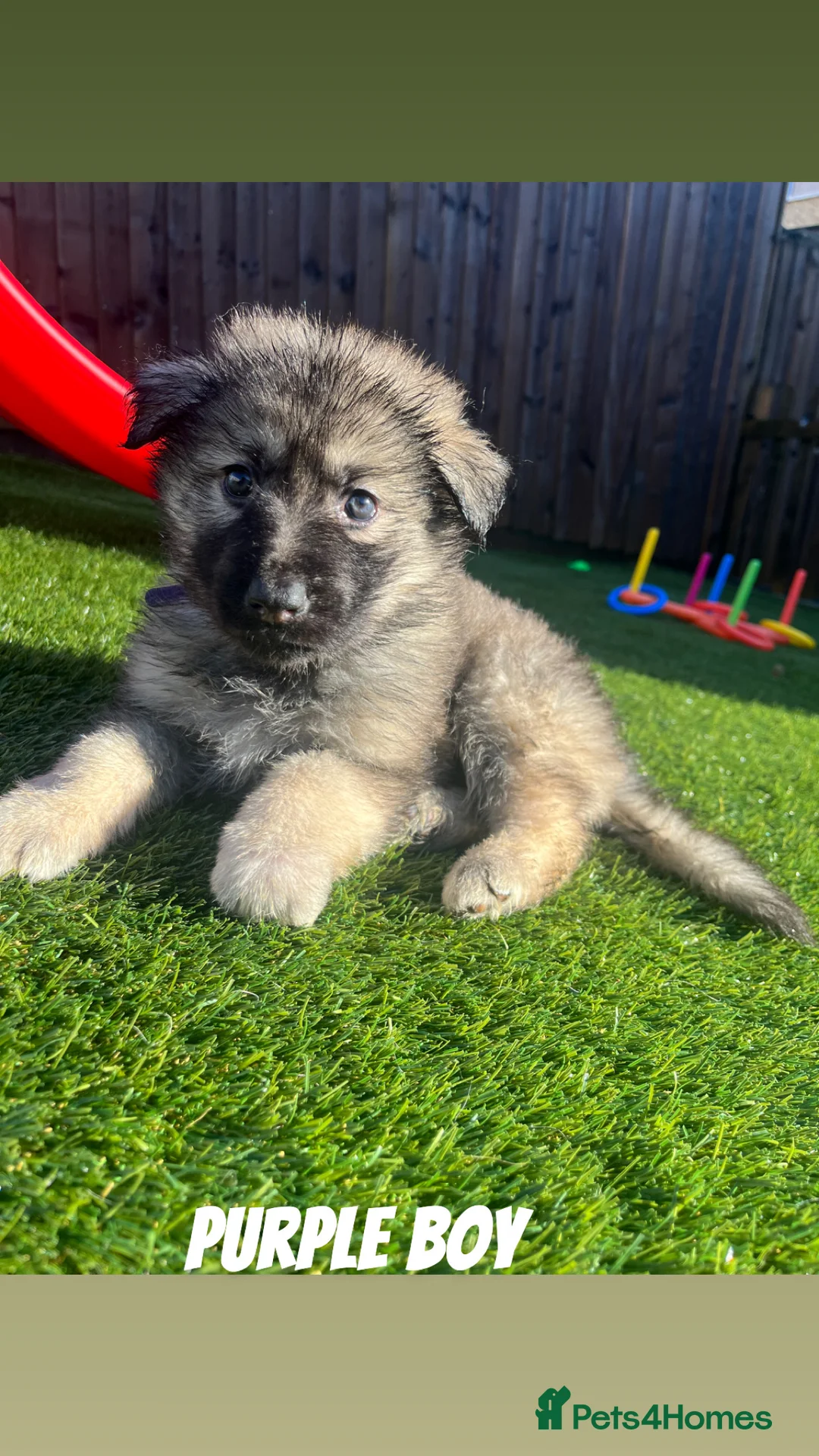 German Shepherd dogs for sale: Beautiful KC Reg Straight Back German Shepherds🐾 - Advert 6