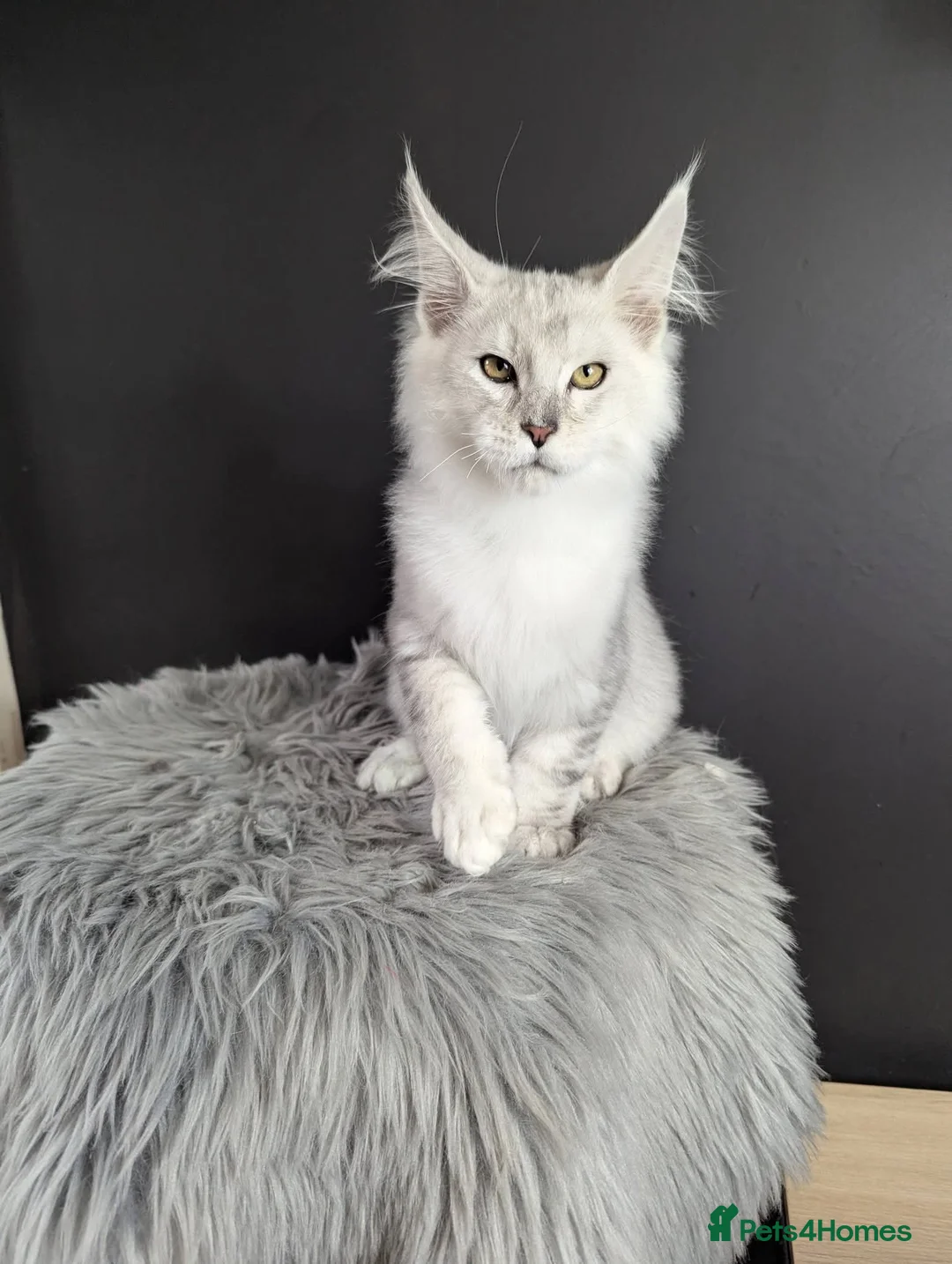 Maine Coon cats for sale: Outstanding babies ready to go  - Advert 7