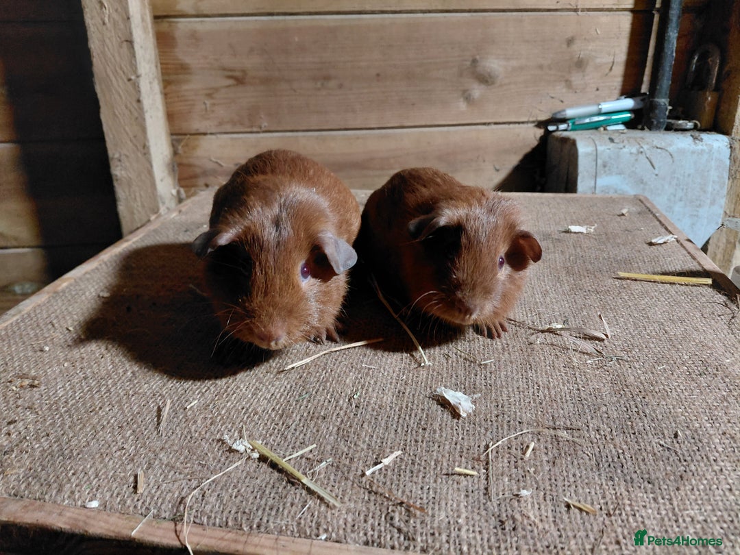 Guinea Pig rodents for sale: Pink Eyed Golden Guinea Pigs  - Advert 2