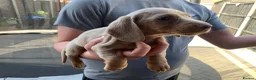 Dachshund dogs for sale: Miniature dauchund - Advert 6