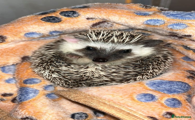 Pygmy Hedgehog rodents - Advert 1