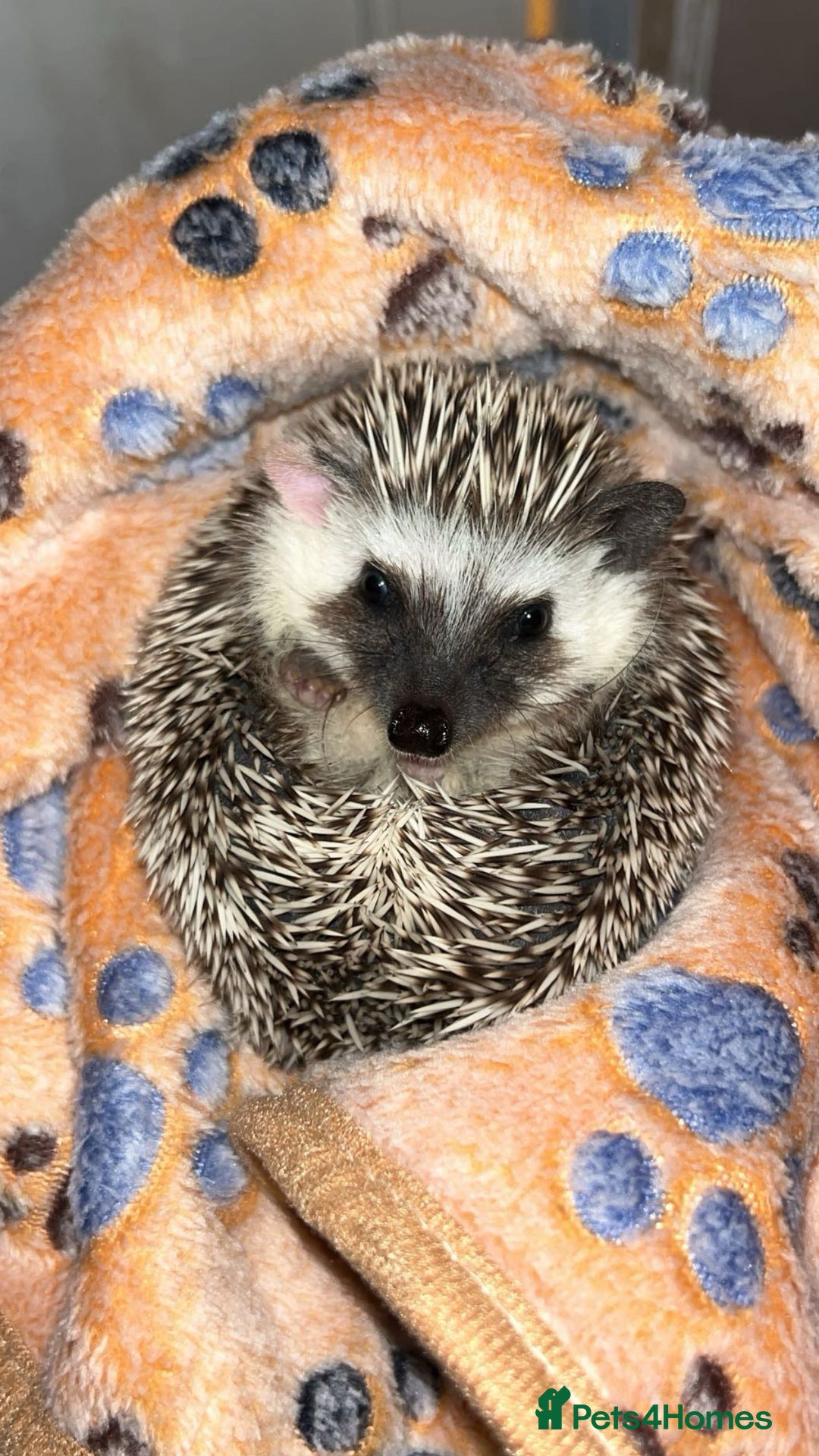 Pygmy Hedgehog rodents for sale: African Pygmy hedgehog  - Image 1