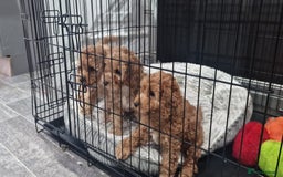 Cockapoo dogs for sale: F2 Cockapoos  - Image 2