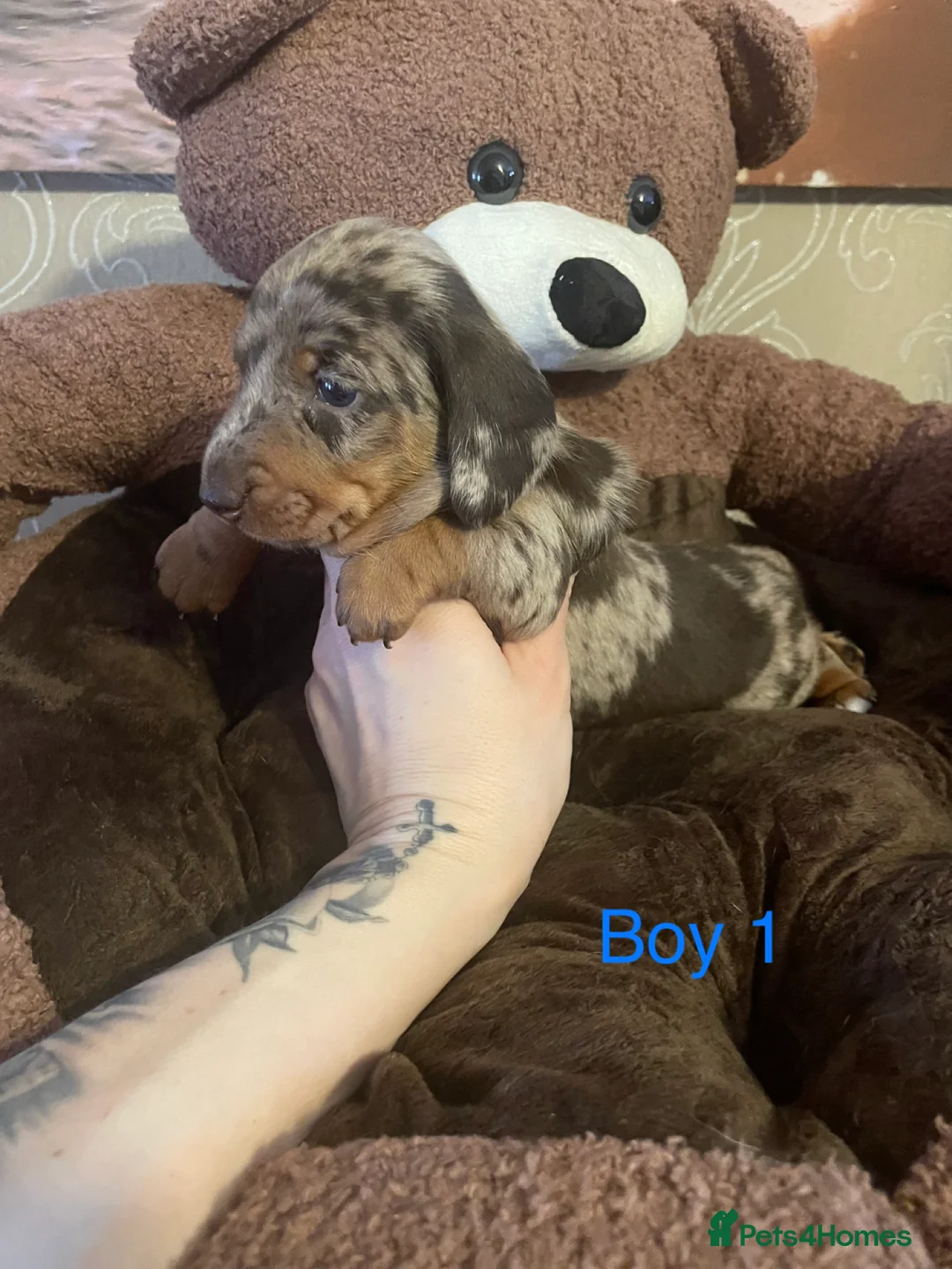 Miniature Dachshund dogs for sale: Miniature dapple piebald puppies - Advert 9