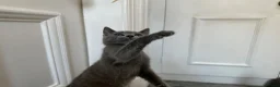 Russian Blue cats for sale: Russian Blue Kittens - Advert 20