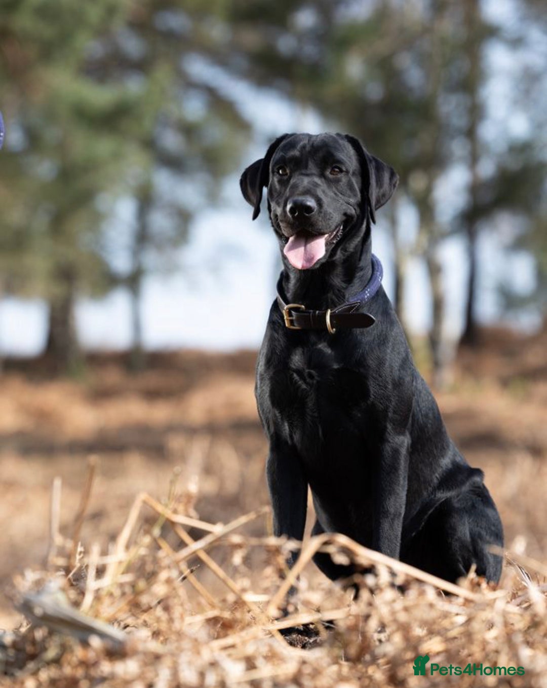 Labrador Retriever dogs for stud: Health Tested KC Labrador Stud  in Wimborne - Image 2