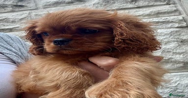 Cavalier King Charles Spaniel dogs - Advert 3
