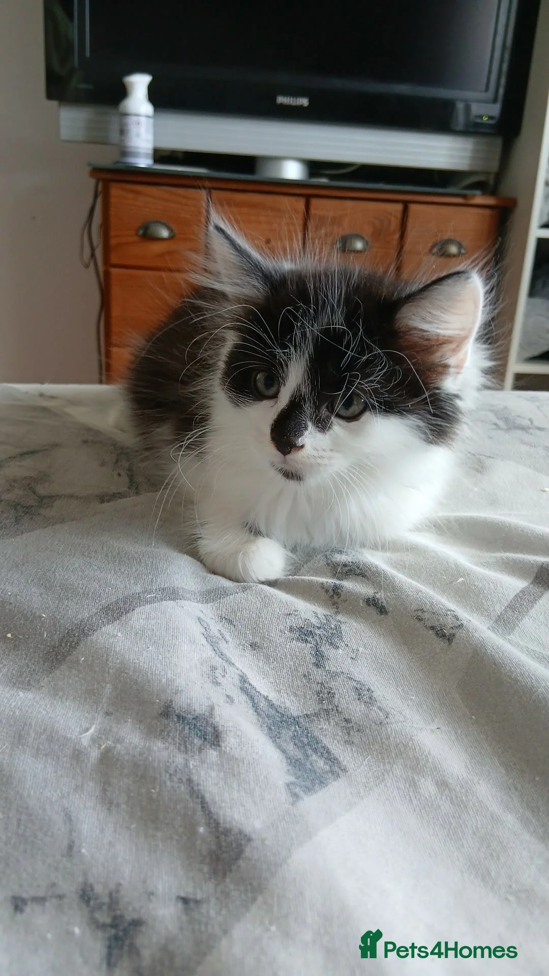 Mixed Breed cats for sale: 5 beautiful kittens - Advert 2