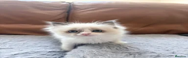 Kitten Girl 5