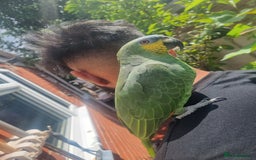 Parrots birds for sale: Amazon Parrot - Image 6