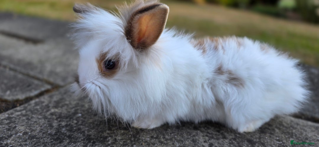 Lionhead rabbits for sale: baby lionheads for sale now 1 boy and 1 girl 😍 - Image 2